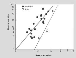 social brain